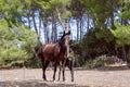 Young beautiful mare Menorquin horse with her foal in the pasture. Menorca Balearic Islands, Spain Royalty Free Stock Photo