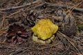 Young beautiful mushroom Yellow Knight Tricholoma equestre and pine cone closeup. Royalty Free Stock Photo