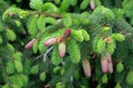 Young beautiful pink fir cones on a branch closeup in spring in a city park.