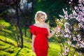 Young beautiful pretty woman posing in long evening luxury dress against bushes with blossoming spring tree. Vogue style Royalty Free Stock Photo