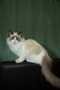 Young beautiful purebred Ragdoll cat at home Royalty Free Stock Photo