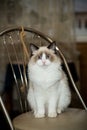 Young beautiful purebred Ragdoll cat at home Royalty Free Stock Photo