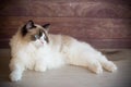 Young beautiful purebred Ragdoll cat at home