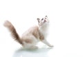 Young beautiful Ragdoll cat on white background