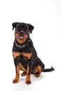 Young beautiful rottweiler, front view.