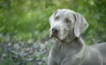 Weimaraner dog outdoor head portrait. Royalty Free Stock Photo