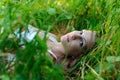 Young beautiful Slavic girl with long hair and Slavic ethnic attire lies in the grass in a summer forest Royalty Free Stock Photo