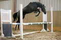 Young beautiful sport horse free jumps over a hurdle indoors