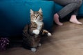 Young beautiful striped tabby cat, kitten with white chest and paws sitting on hind legs near blue sofa. Pet concept. Royalty Free Stock Photo