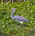 Young, beautiful tricolored heron walks over green leaves in Celery Fields