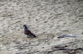 young beautiful turtle dove on the sand on the shore of the lake