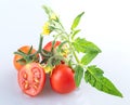 Young beautiful whole cherry tomatoes on a branch and sliced cherry tomatoes with tomato flowers and young beautiful green leaves Royalty Free Stock Photo