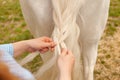 beautiful woman braids the tail of a horse. A pigtail made of white hair. Convenience, beauty. Hairdresser, caring for Royalty Free Stock Photo