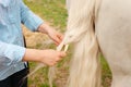 beautiful woman braids the tail of a horse. A pigtail made of white hair. Convenience, beauty. Hairdresser, caring for Royalty Free Stock Photo