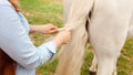 beautiful woman braids the tail of a horse. A pigtail made of white hair. Convenience, beauty. Hairdresser, caring for Royalty Free Stock Photo