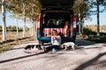 young beautiful woman drinking coffee or tea camping outdoors with a van and her two dogs. Travel concept