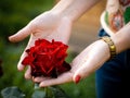 Young beautiful woman holding a rose flower in hands Royalty Free Stock Photo