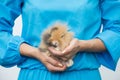 Young beautiful woman hugs mini rabbit