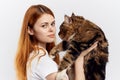 Young beautiful woman on a light background holds a cat, maine coon Royalty Free Stock Photo