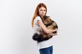 Young beautiful woman on a light background holds a cat, maine coon, pets Royalty Free Stock Photo