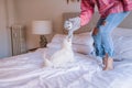 young beautiful woman playing at home with her Cute maltese dog. love for animals concept Royalty Free Stock Photo