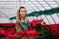 Young beautiful woman in a shawl among red flowers in a greenhouse with poinsettias holds one of the flowers in her hands Royalty Free Stock Photo