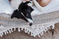 Young beautiful woman sitting on hammock with her border collie dog outdoors. Fun and summer lifestyle Royalty Free Stock Photo