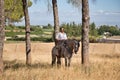 Young beautiful woman standing, riding her horse in the field next to several pine trees, on a sunny day. Concept horse riding,