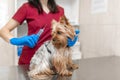 Young beautiful woman vet vaccinating yorkshire terrier