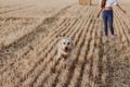 Young beautiful woman walking with her golden retriever dog on a yellow field at sunset. Nature and lifestyle outdoors. Funny dog Royalty Free Stock Photo