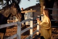 Young beautiful woman in a yellow sweater near the horses in the autumn park on a sunny day Royalty Free Stock Photo