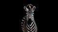 Young beautiful zebra isolated background. Zebra close up