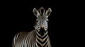 Young beautiful zebra isolated background. Zebra close up