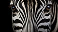 Young beautiful zebra isolated background. Zebra close up