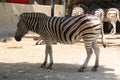 Young beautiful zebra isolated on white background. Zebra close. Zebra throughout. Animal zoo. Royalty Free Stock Photo