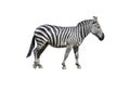 Young beautiful zebra isolated on white background, zebra close up, zebra cut full length, zoo animal. clipping path Royalty Free Stock Photo