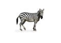 Young beautiful zebra isolated on white background, zebra close up, zebra cut full length, zoo animal. clipping path Royalty Free Stock Photo