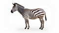 Young beautiful zebra isolated on white background. Zebra close up. Zebra cutout full length. Zoo animals. AI Generative Royalty Free Stock Photo