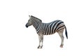 Young beautiful zebra  on white background. Zebra close up Royalty Free Stock Photo