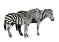 Young beautiful zebras isolated on white background