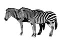 Young beautiful zebras isolated on white background