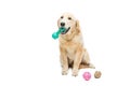 Young beautiul golden retriever dog Royalty Free Stock Photo