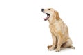 Young beautiul golden retriever dog Royalty Free Stock Photo