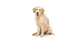 Young beautiul golden retriever dog Royalty Free Stock Photo