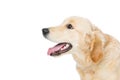 Young beautiul golden retriever dog Royalty Free Stock Photo