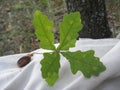 Young beauty of acorn oak leaves Royalty Free Stock Photo