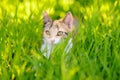 A young beauty cat is in the backyard of the house among the bright green grass on a bright sunny summer day. Cute cat. Tricolor Royalty Free Stock Photo