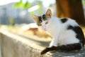 Young beauty cat on sunny summer day. Cute kitty. Ginger pussycat. Lost pets Royalty Free Stock Photo