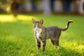 Young beauty tomcat is on green grass meadow on bright sunny summer day Royalty Free Stock Photo