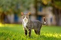 Young beauty tomcat is on green grass meadow on bright sunny summer day Royalty Free Stock Photo